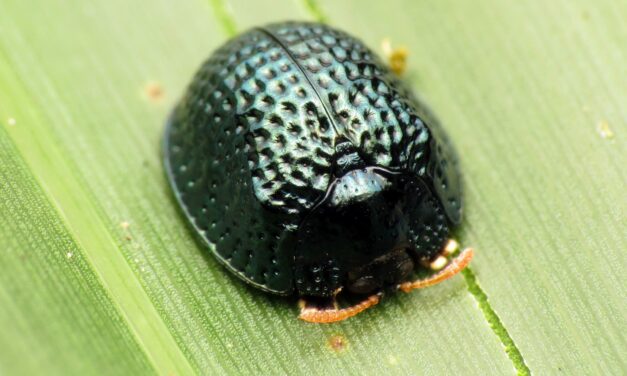 Palmetto Tortoise Beetles: Masters of Camouflage