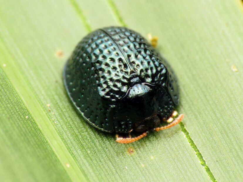 Adult palmetto tortoise beetle with metallic blue-green shell on palm leaf