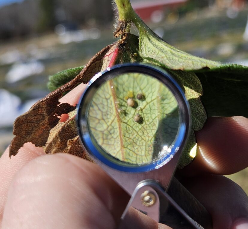 Aphids and parasitized aphid mummies visible through a hand lens on a plant leaf.