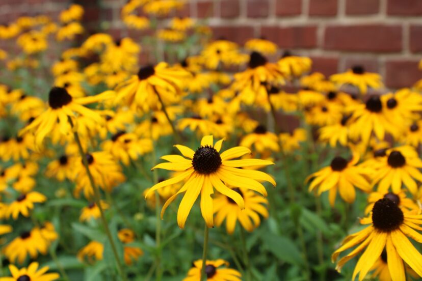 Black-eyed Susans (Rudbeckia fulgida var. deamii ‘American Gold Rush’) and other perennials can be divided in March.
