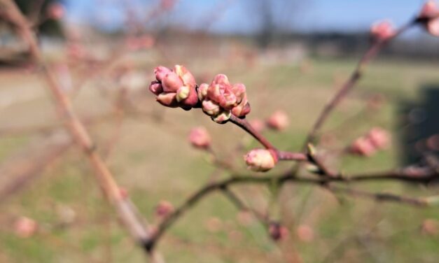 SC Fruit and Vegetable Field Report – March 2, 2026