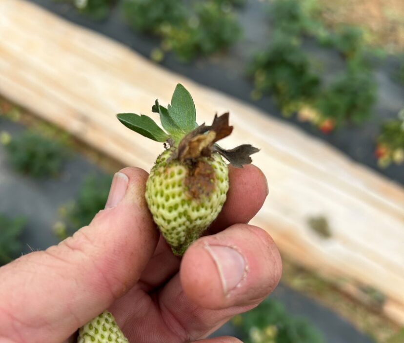 Botrytis fungal growth developing beneath the calyx of a strawberry fruit