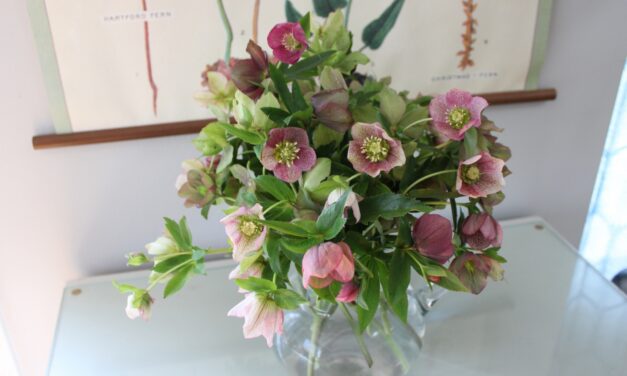 Bouquet of Lenten rose flowers arranged indoors in a vase