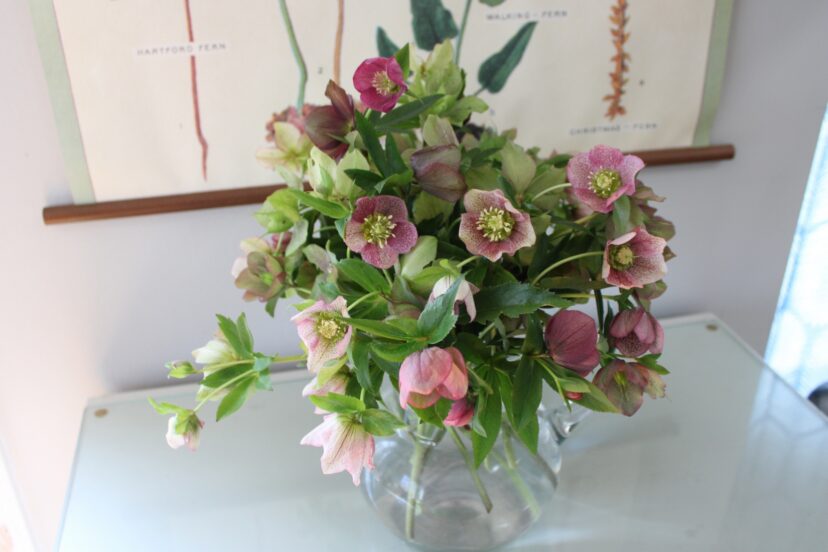 Bouquet of Lenten rose flowers arranged indoors in a vase
