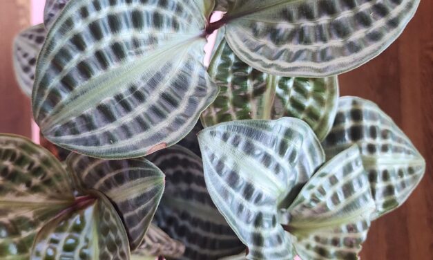 How to Grow and Care for Geo Plants (<em>Geogenanthus spp.</em>)