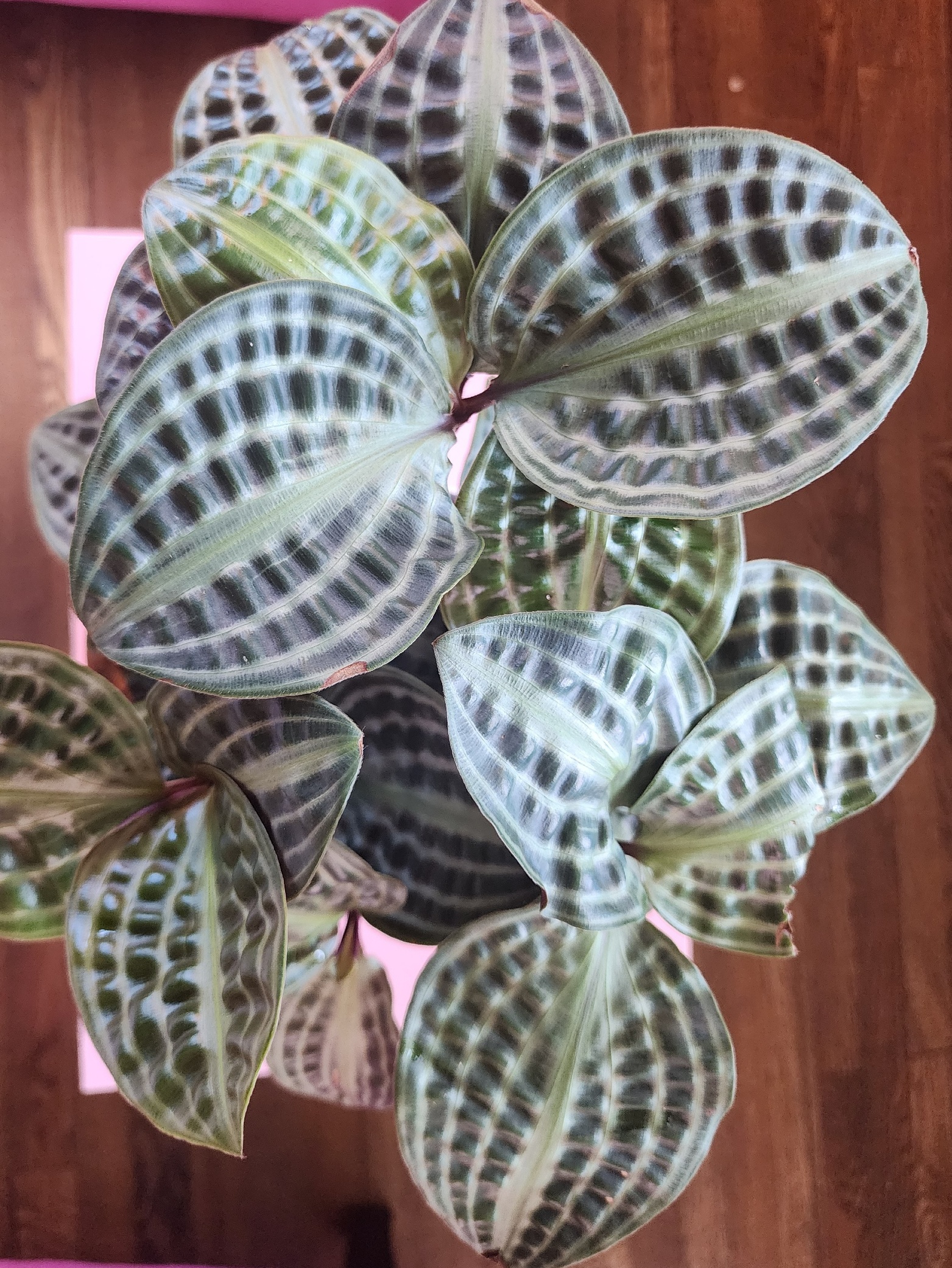 How to Grow and Care for Geo Plants (Geogenanthus spp.) | Home & Garden  Information Center