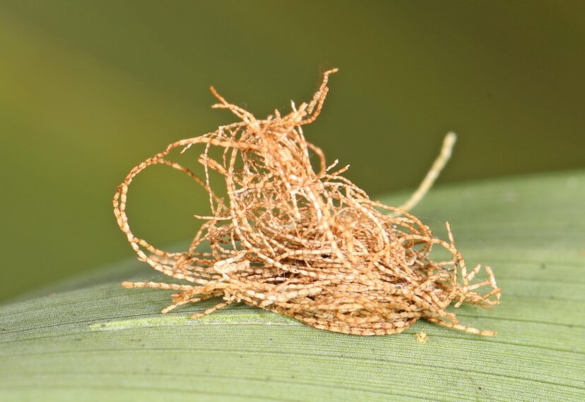 Close-up of palmetto tortoise beetle on palm foliage If you have