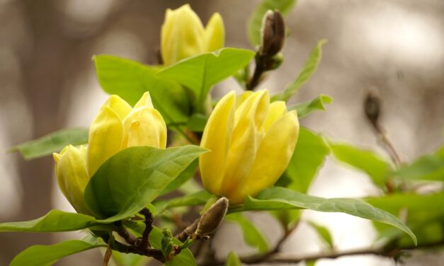 “Close-up photo of a Yellow Bird Magnolia blossom (Magnolia acuminata ‘Yellow Bird’) showing its pale yellow, tulip-shaped petals against green foliage.”
