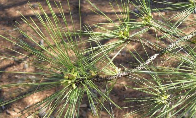 Why Pine Pollen Covers Everything in Spring (The “Pollening” in the South)