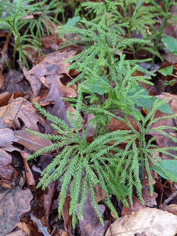 Club moss with upright strobili growing in leaf litter at the South Carolina Botanical Garden Natural Heritage Garden Trail.