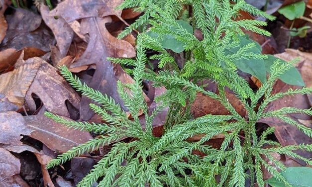 Club moss with upright strobili growing in leaf litter at the South Carolina Botanical Garden Natural Heritage Garden Trail.