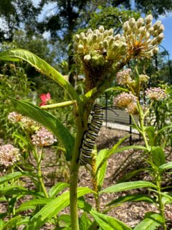Cluster of bright yellow oleander aphids (Aphis nerii) feeding on the stem of a swamp milkweed plant (Asclepias incarnata).
