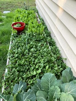 Collards, spinach, and lettuce growing in a small space vegetable garden