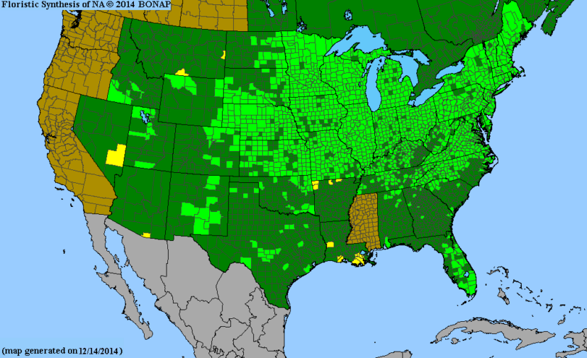 County-level map of the United States showing the native range of swamp milkweed (Asclepias incarnata), with green shading marking counties where it occurs naturally.