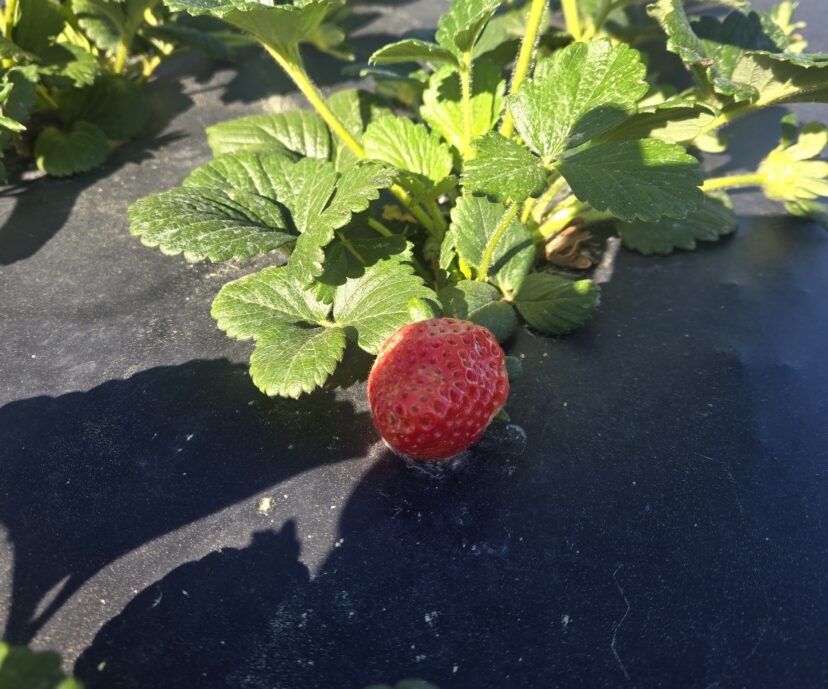 Early ripe strawberry developing in a Midlands South Carolina field during the spring growing season.