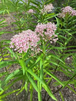Flowering swamp milkweed (Asclepias incarnata) with upright stems and clusters of pinkish-mauve flowers growing in a sunny garden.