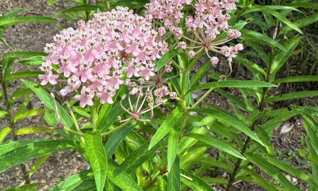 Flowering swamp milkweed (Asclepias incarnata) with upright stems and clusters of pinkish-mauve flowers growing in a sunny garden.