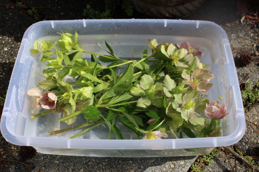 Freshly cut Lenten rose stems and flowers submerged in cool water