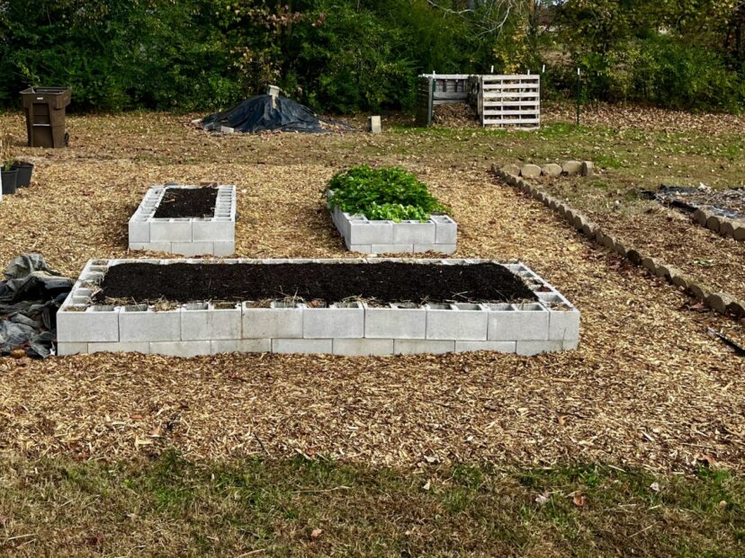 Garden beds with freshly mulched paths and compost added to planting areas in a spring vegetable garden