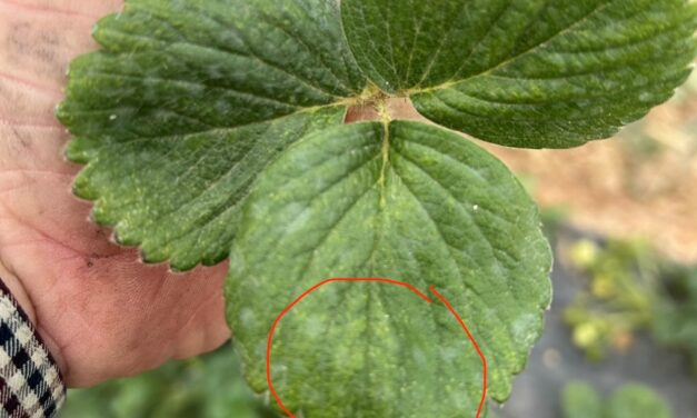Light yellow discoloration on strawberry leaves caused by spider mite feeding damage