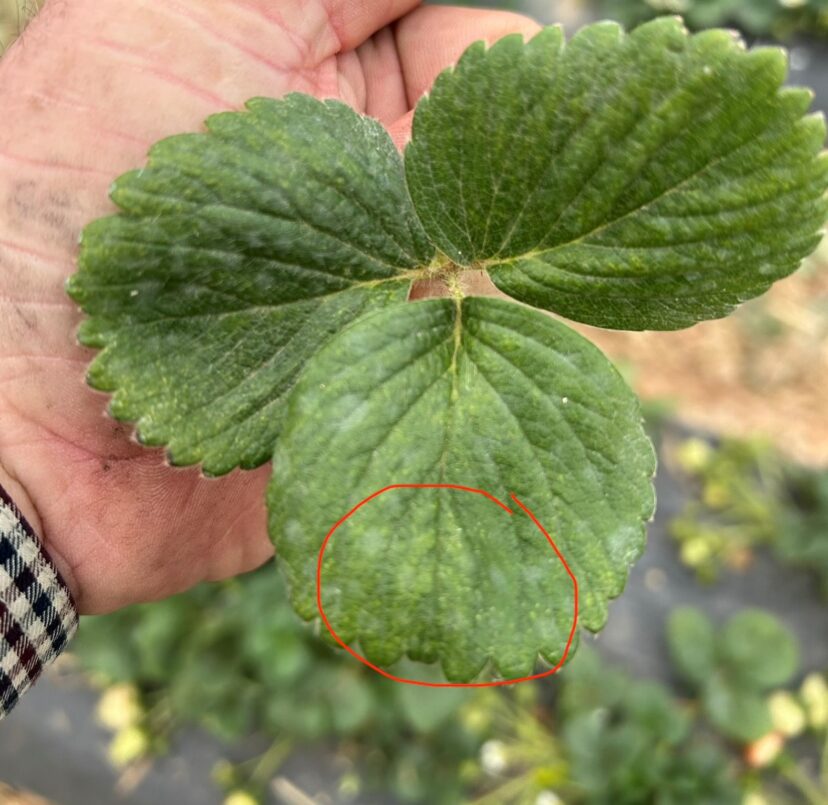 Light yellow discoloration on strawberry leaves caused by spider mite feeding damage
