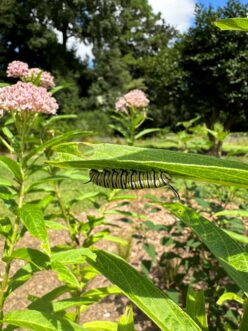 Monarch butterfly caterpillar feeding on the leaves of swamp milkweed (Asclepias incarnata).