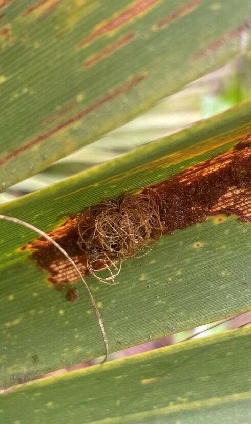 Palmetto tortoise beetle larvae camouflaged on palm fronds