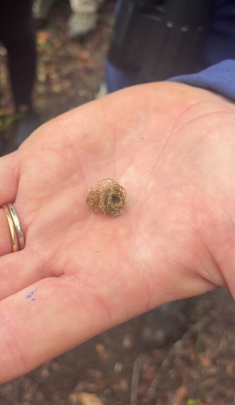 Palmetto tortoise beetle larvae displayed on a person’s hand showing camouflage