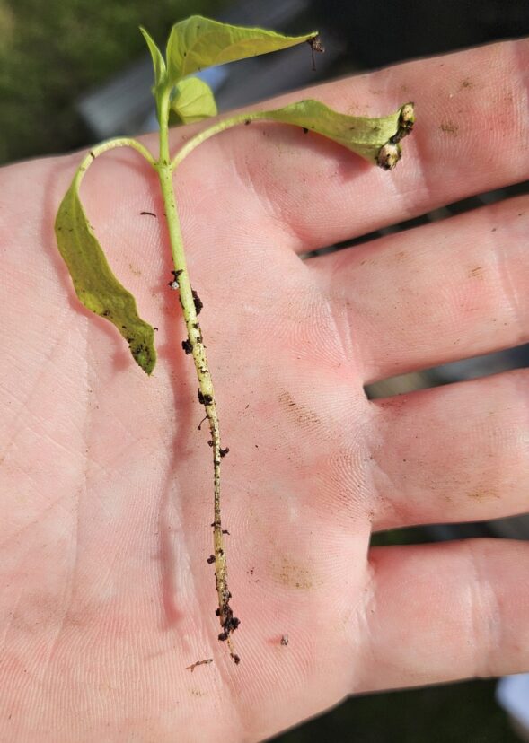 Pepper seedling with shriveled stem showing damping-off disease symptoms in greenhouse