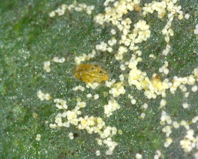 “Pine pollen grain under magnification showing two air‑filled bladders (sacci). Each grain is less than 100 micrometers in diameter.”