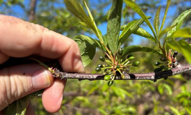 South Carolina Field Update (March 23, 2026): Cold Damage Being Assessed as Strawberry Harvest Begins