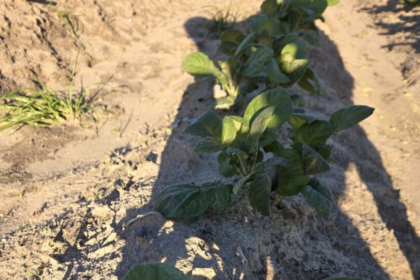 Potato plants with darkened leaf areas caused by recent cold damage in a field row