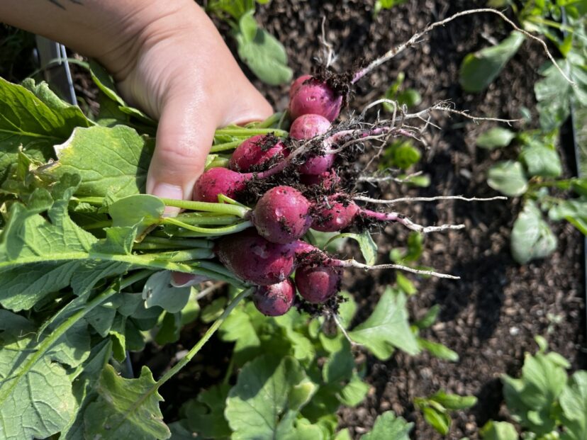Radishes can be sown in succession in spring.