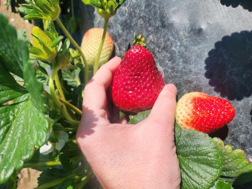 Ripe strawberries in a field in the Midlands region