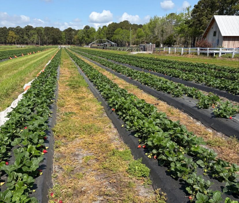 Ripe strawberries ready for harvest in a South Carolina field during early spring
