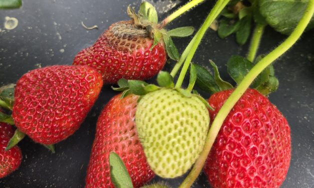 South Carolina Field Update (March 30, 2026): Dry Weather Persists as More Growers Begin Picking Strawberries
