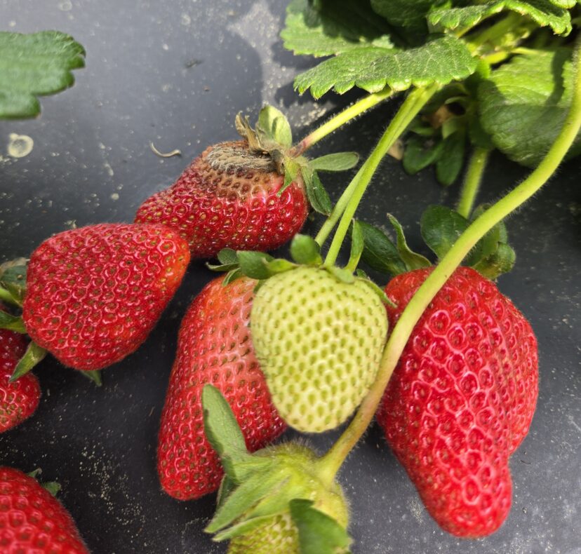 Ripening strawberries in field rows with signs of early gray mold development