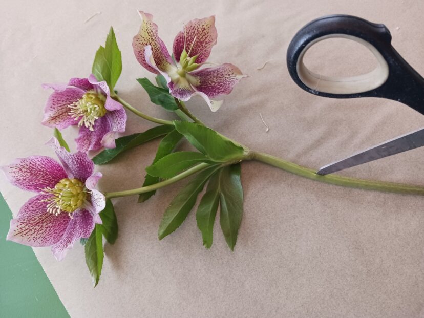 Scoring the stem of a Lenten rose flower to improve water uptake