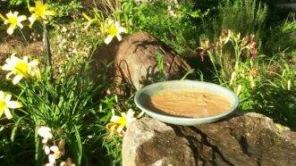 Shallow butterfly puddling dish made with water and sand, providing minerals and a drinking site for butterflies.