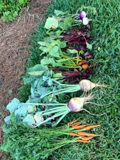 Single harvest root crops harvested at different maturity stages