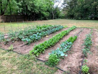 Small backyard vegetable garden producing mixed crops year-round.