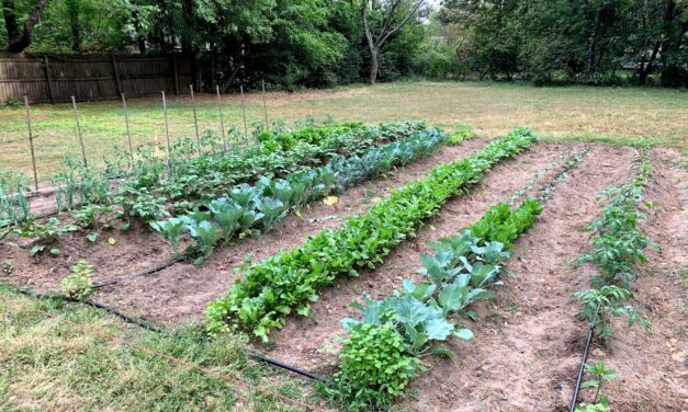 How Much to Grow: Planning for Year-Round Garden Productivity