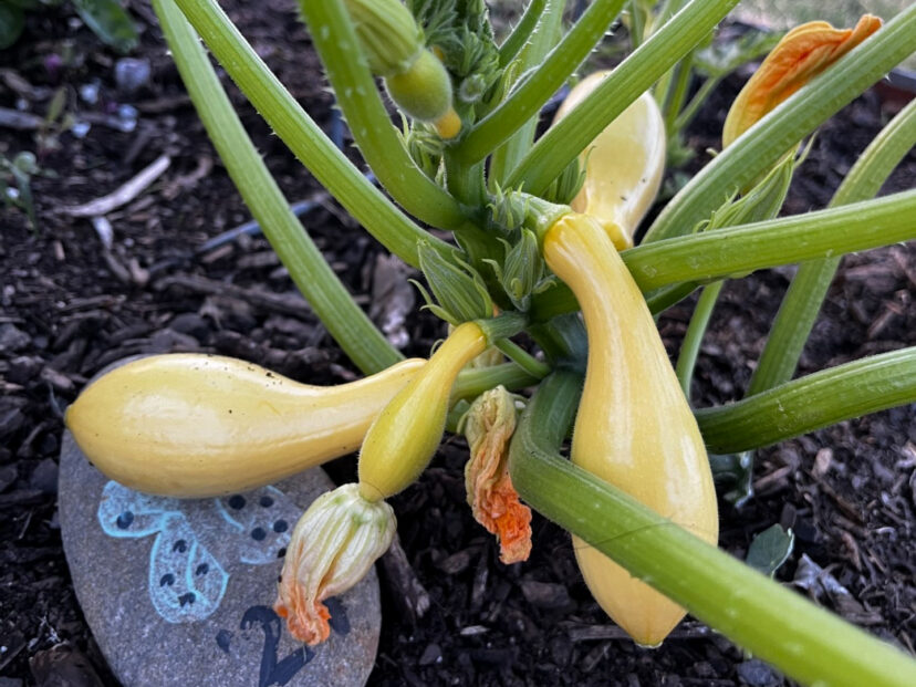 Squash (Curcurbita pepo) is a warm-season vegetable that can be started from seed indoors a few weeks before the last frost date.