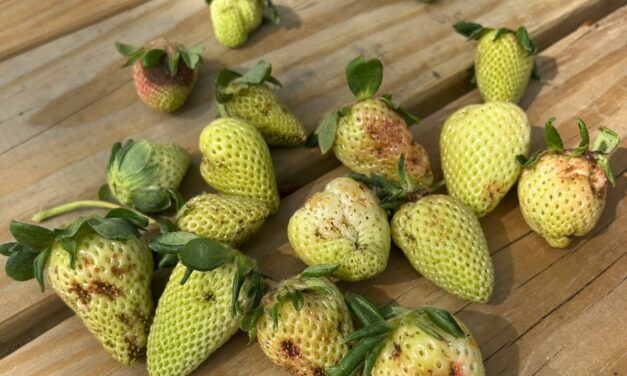 South Carolina Field Update (March 16, 2025): Developing Strawberries at Risk of Frost Injury
