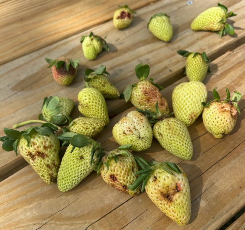 Strawberry fruit with unusual deformities developing in a South Carolina field during early spring.