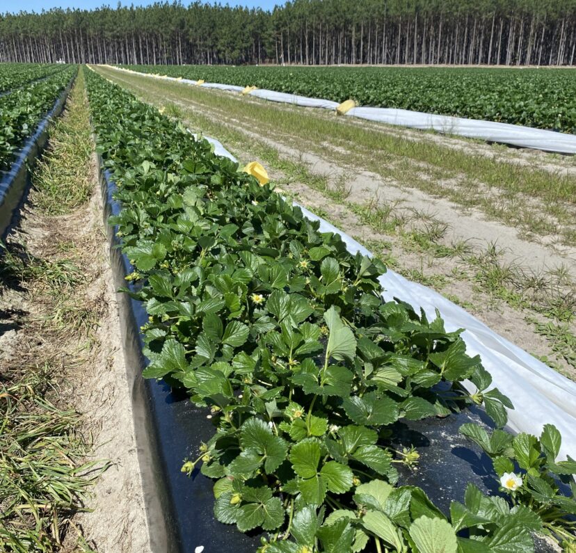 Strawberry plants with green fruit and blooms growing in a field