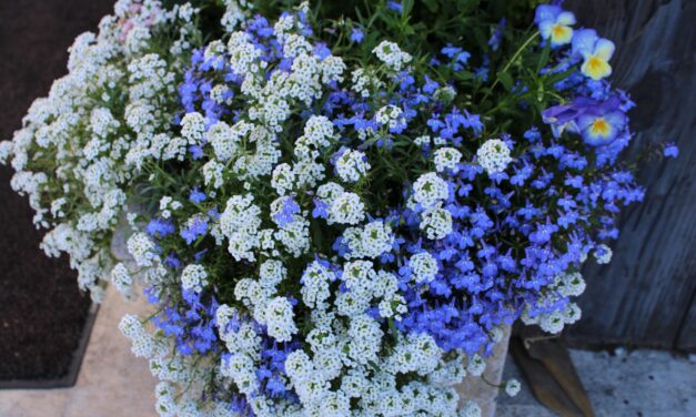 This Month In Your Garden – March 2026