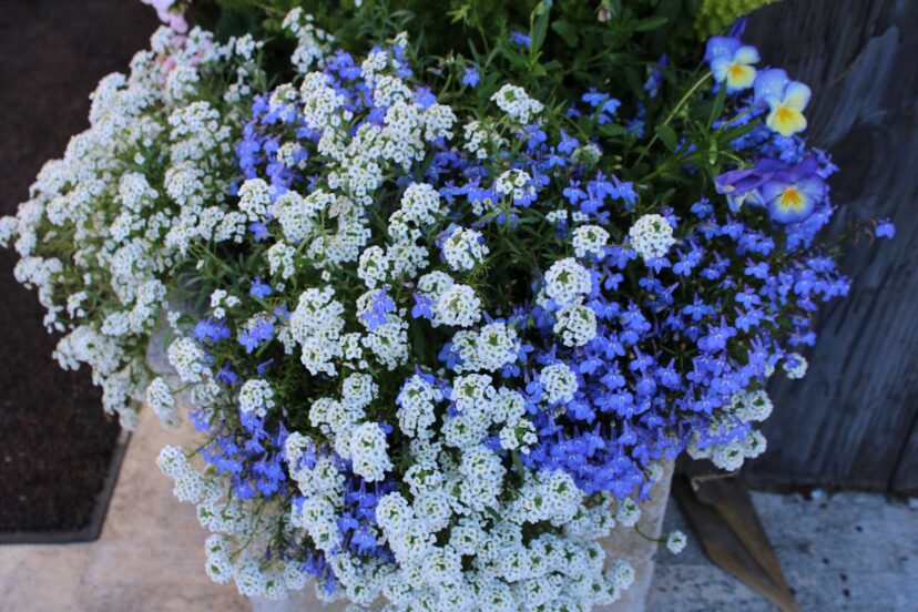 Sweet alyssum (Lobularia maritima), blue lobelia (Lobelia erinus), and Johnny jump-ups (Viola cornuta) bloom in a container in spring.