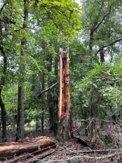 Tree stem split open after wind stress, revealing internal decay not visible before hurricane damage.