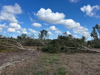 Uprooted pecan tree leaning over after hurricane winds, showing a wide crown and shallow root disturbance typical of windthrow failure.